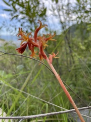 Dichromanthus cinnabarinus