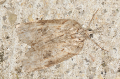 Neoteristis paraphanes