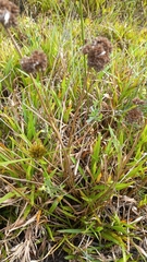 Juncus