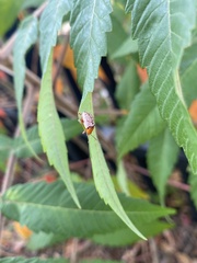 Blepharida