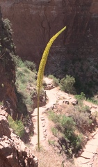Agave utahensis kaibabensis