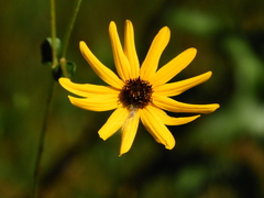 Helianthus atrorubens