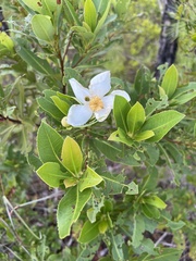 Gordonia lasianthus