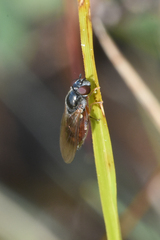 Melanostoma mellinum