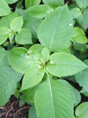 Impatiens balfourii