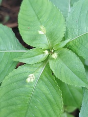 Impatiens balfourii