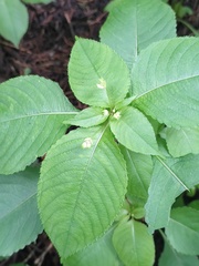 Impatiens balfourii