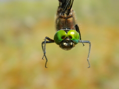 Somatochlora cingulata