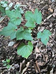 Vitis aestivalis