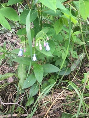 Mertensia