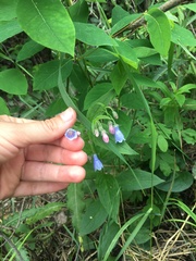 Mertensia