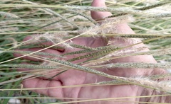 Bothriochloa laguroides