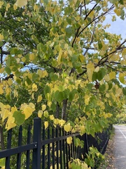 Tilia americana americana
