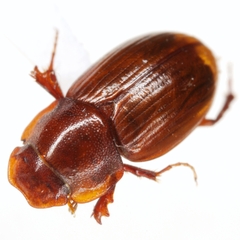 Cryptoscatomaseter acuminatus
