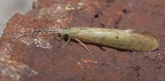 Nectopsyche pavida