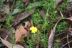 Hibbertia stricta