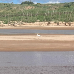 Ardea alba
