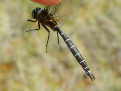 Somatochlora cingulata