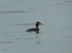 Podiceps cristatus