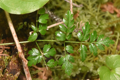 Coptis aspleniifolia