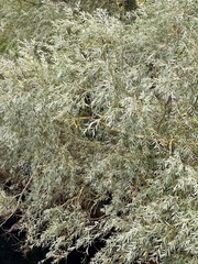 Salix viminalis