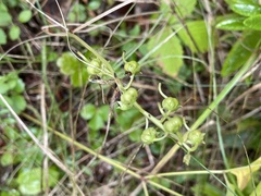 Pyrola elliptica