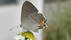 Strymon melinus