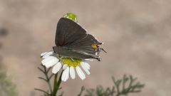 Strymon melinus