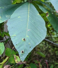 Phylloxera