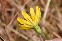 Microseris