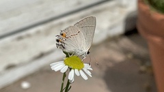 Strymon melinus