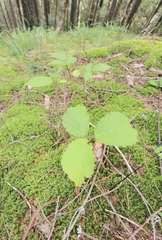 Rubus hirtus