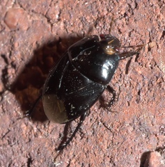 Pangaeus bilineatus