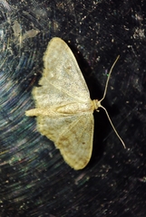Idaea biselata
