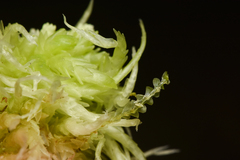 Calypogeia