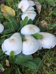 Hygrophorus eburneus