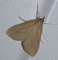 Saucrobotys futilalis