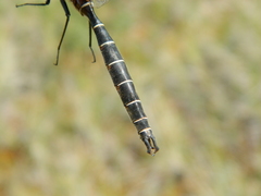 Somatochlora cingulata