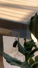 Chrysomya megacephala