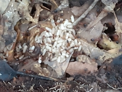 Camponotus floridanus