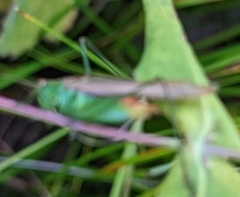 Conocephalus brevipennis