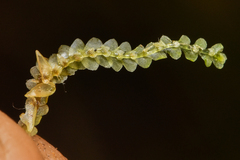 Calypogeia