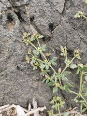Fagonia chilensis