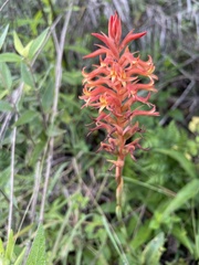 Dichromanthus cinnabarinus