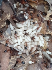 Camponotus floridanus