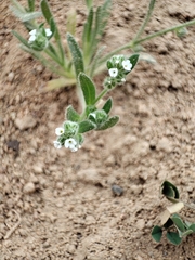 Cryptantha pterocarya