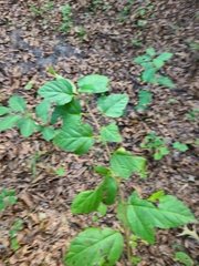 Physocarpus opulifolius