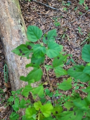 Physocarpus opulifolius