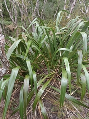 Phormium cookianum