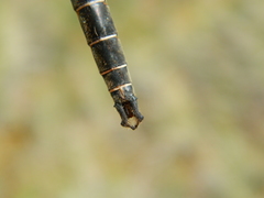 Somatochlora cingulata